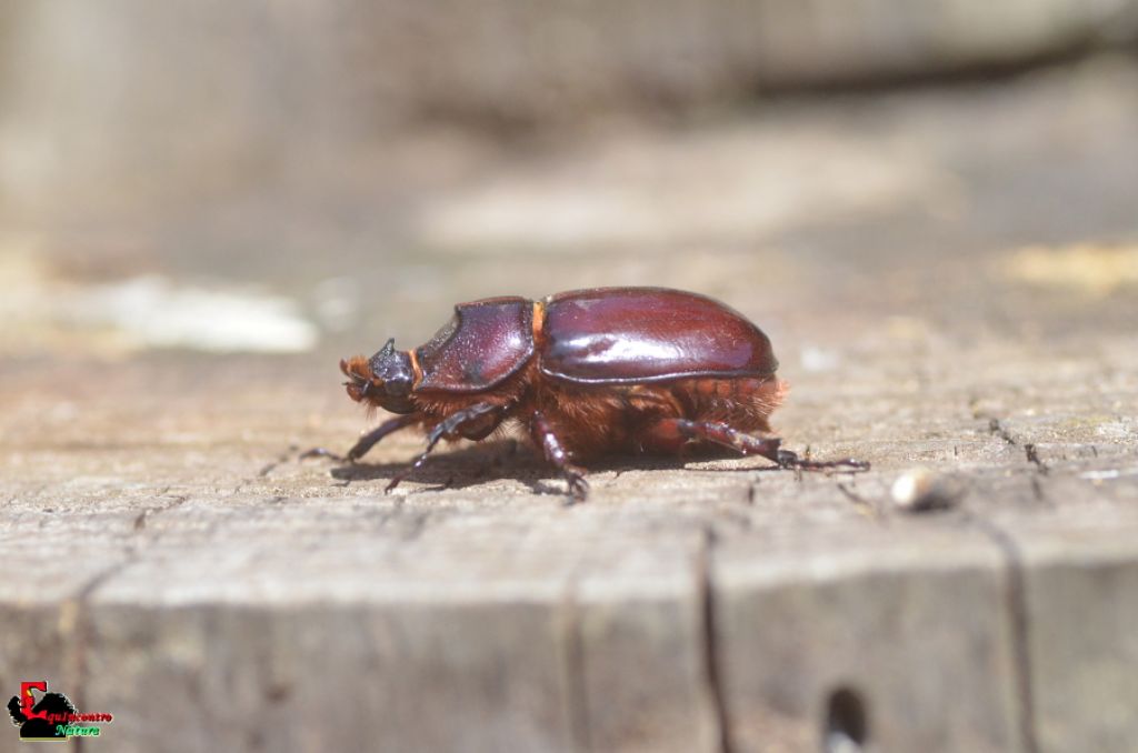 Oryctes nasicornis femmina?  S !